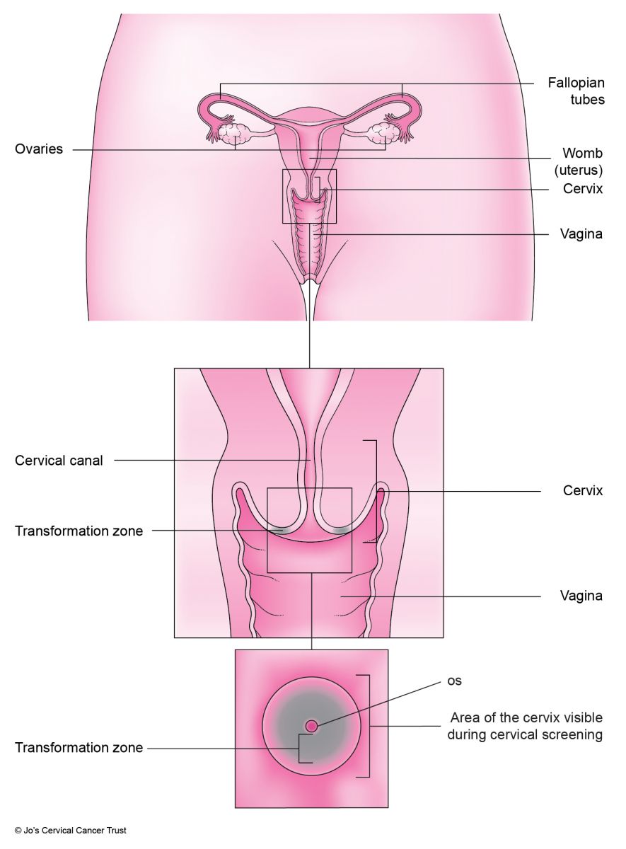 https://www.jostrust.org.uk/sites/default/files/female_reproductive_system_with_cervix_copyright-0.2.jpg