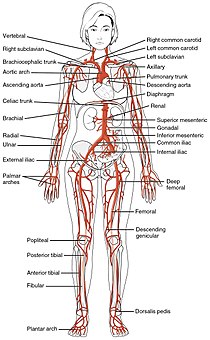 2120 Major Systemic Artery.jpg