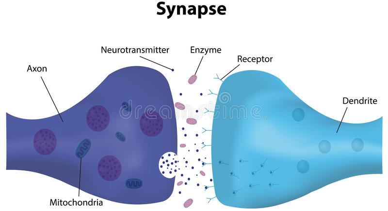 Image result for synapse