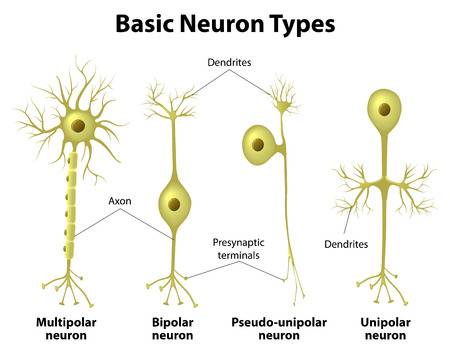 Basic neuron types. Unipolar, pseudo-unipolar neuron, bipolar, and multipolar Neurons. Neuron Cell Body. Different Types of Neurons Stock Vector - 38744161