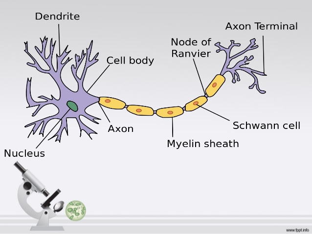 Image result for neural pathway