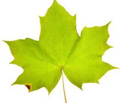 Image result for maples leaf