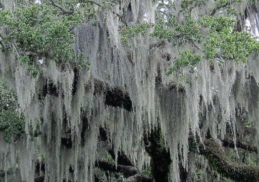 Image result for spanish moss