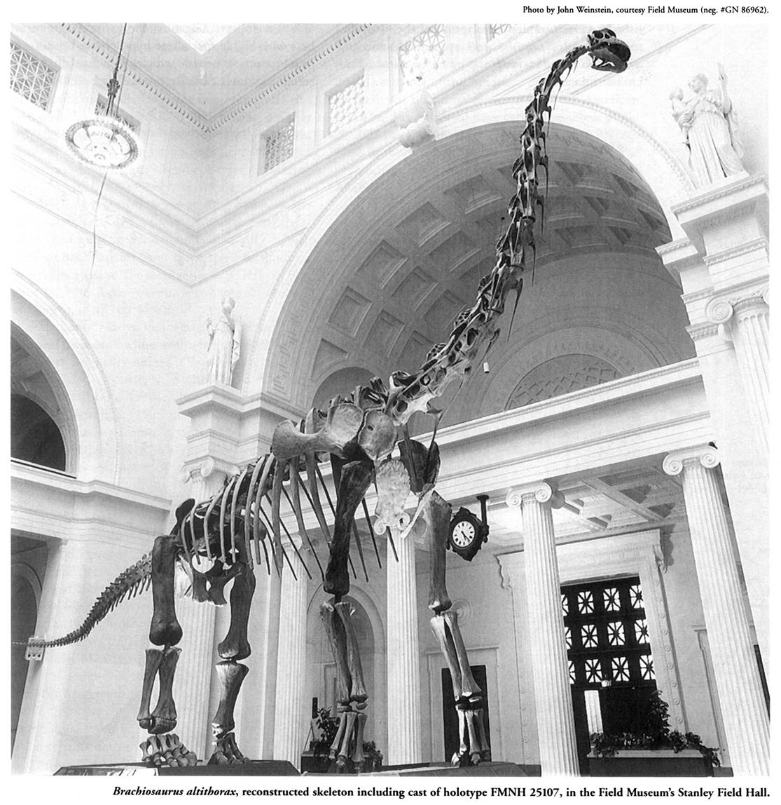 Image result for chicago natural history museum brontosaurus