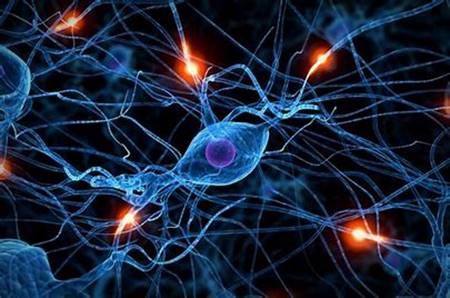 Image result for neural pathways