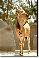 http://www.sandiegozoo.org/animalbytes/images/antelope_eland_inset.jpg